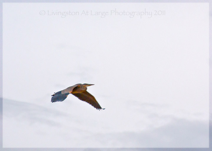 Great Blue Heron Flying