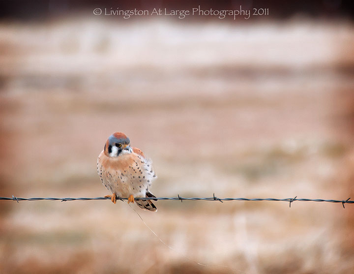 cold little kestrel