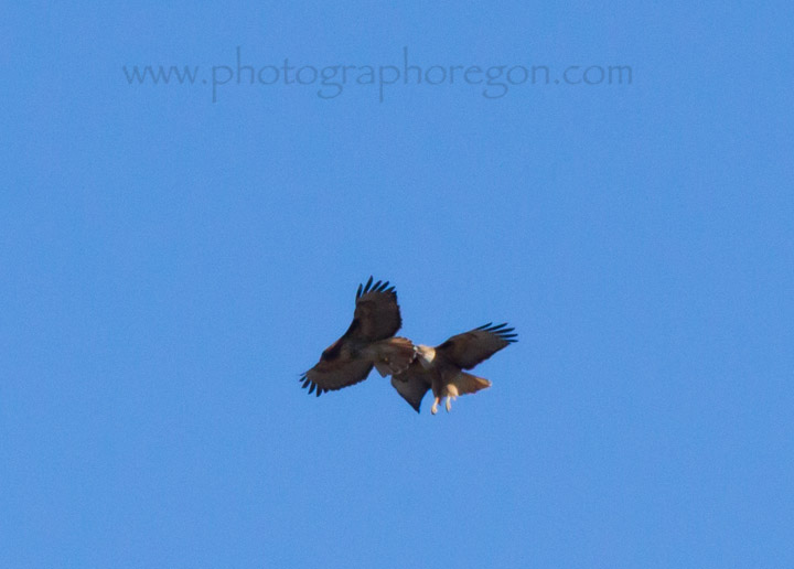 Red-tailed Hawks sparing