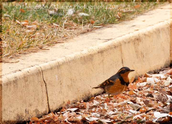 varied thrush”> 
<br><p style=