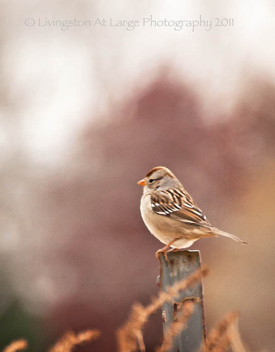 oregon birds white crown